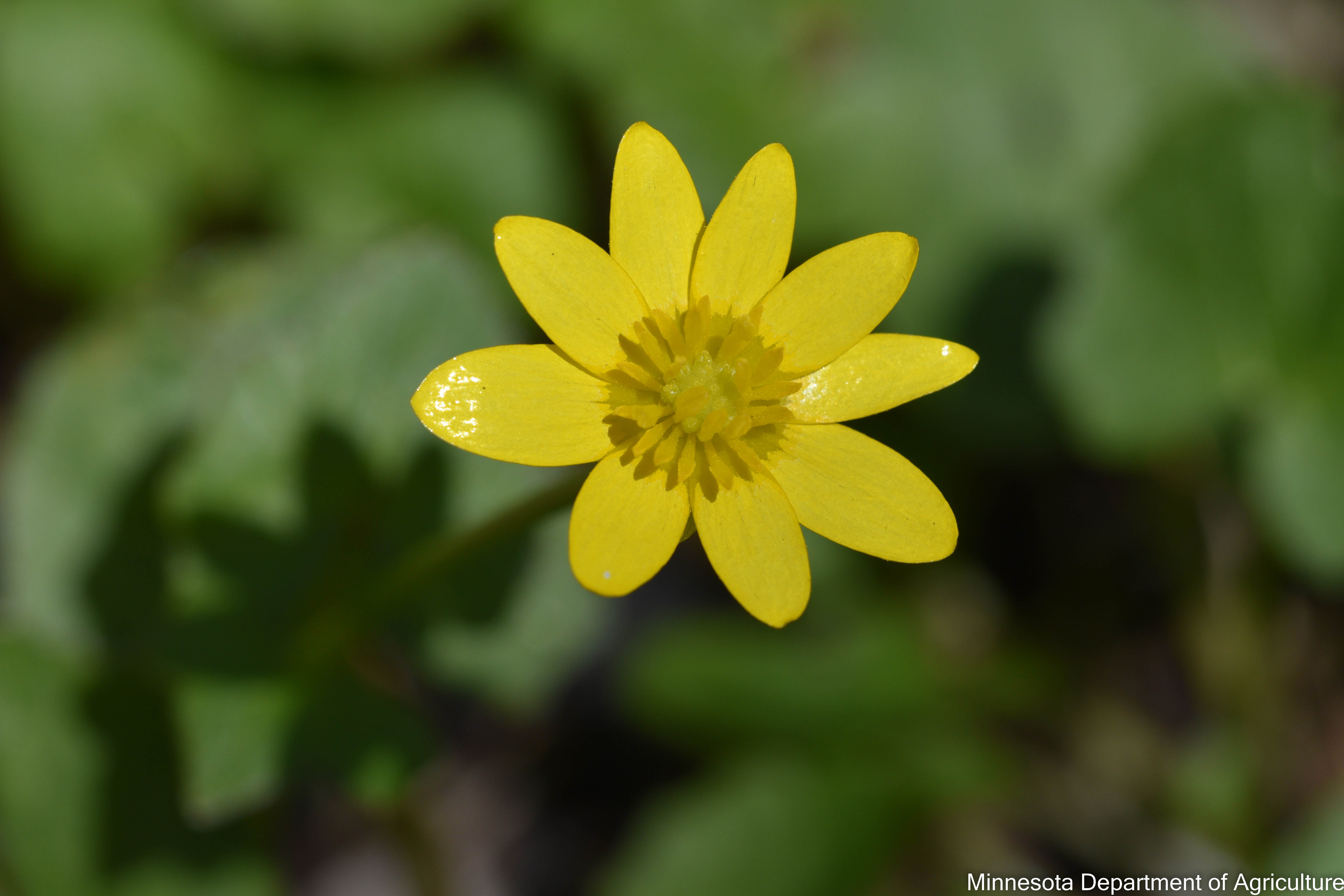 A close-up photo of a small, bright yellow glossy flower with nine petals.