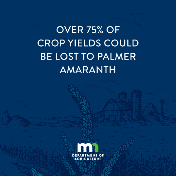 Over 75% of crop yields could be lost to Palmer amaranth. Be aware. The crops you save may be your own.