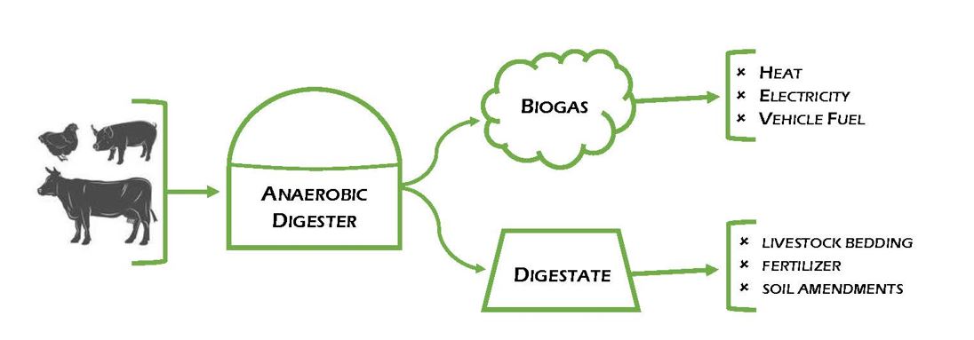Manure goes from livestock through the anaerobic digester, then becomes biogas and digestate. The final products are bedding, soil amendments, and energy.