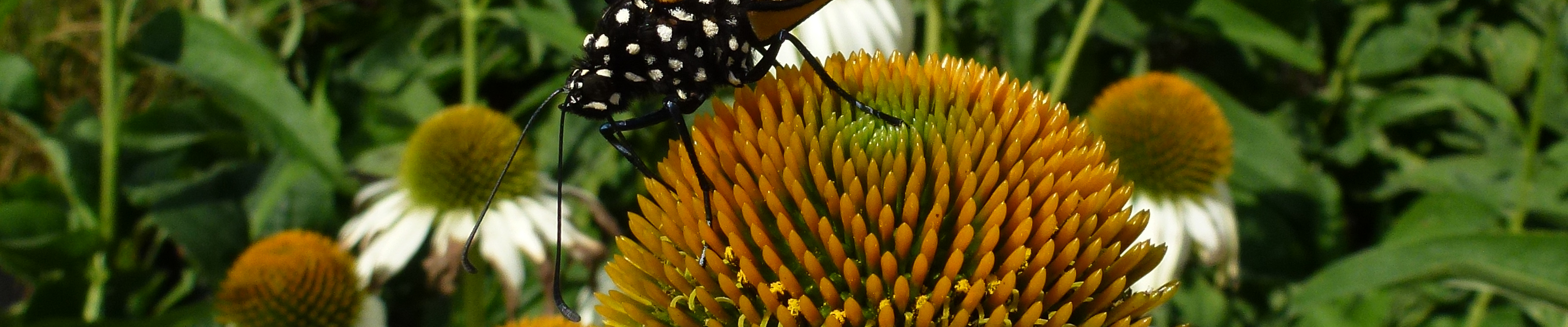 Pollinator Labeling