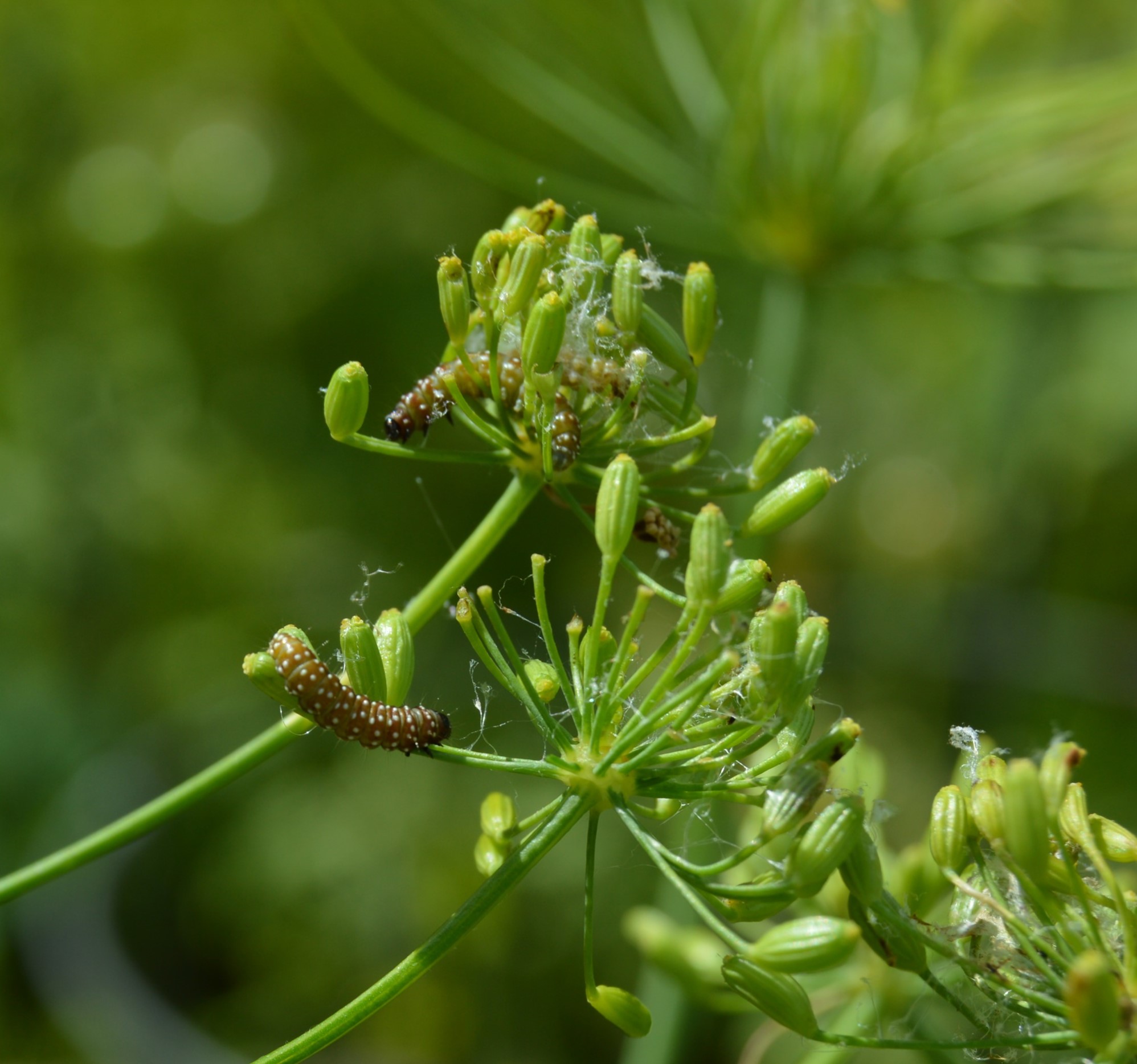 Flower with caterpillars