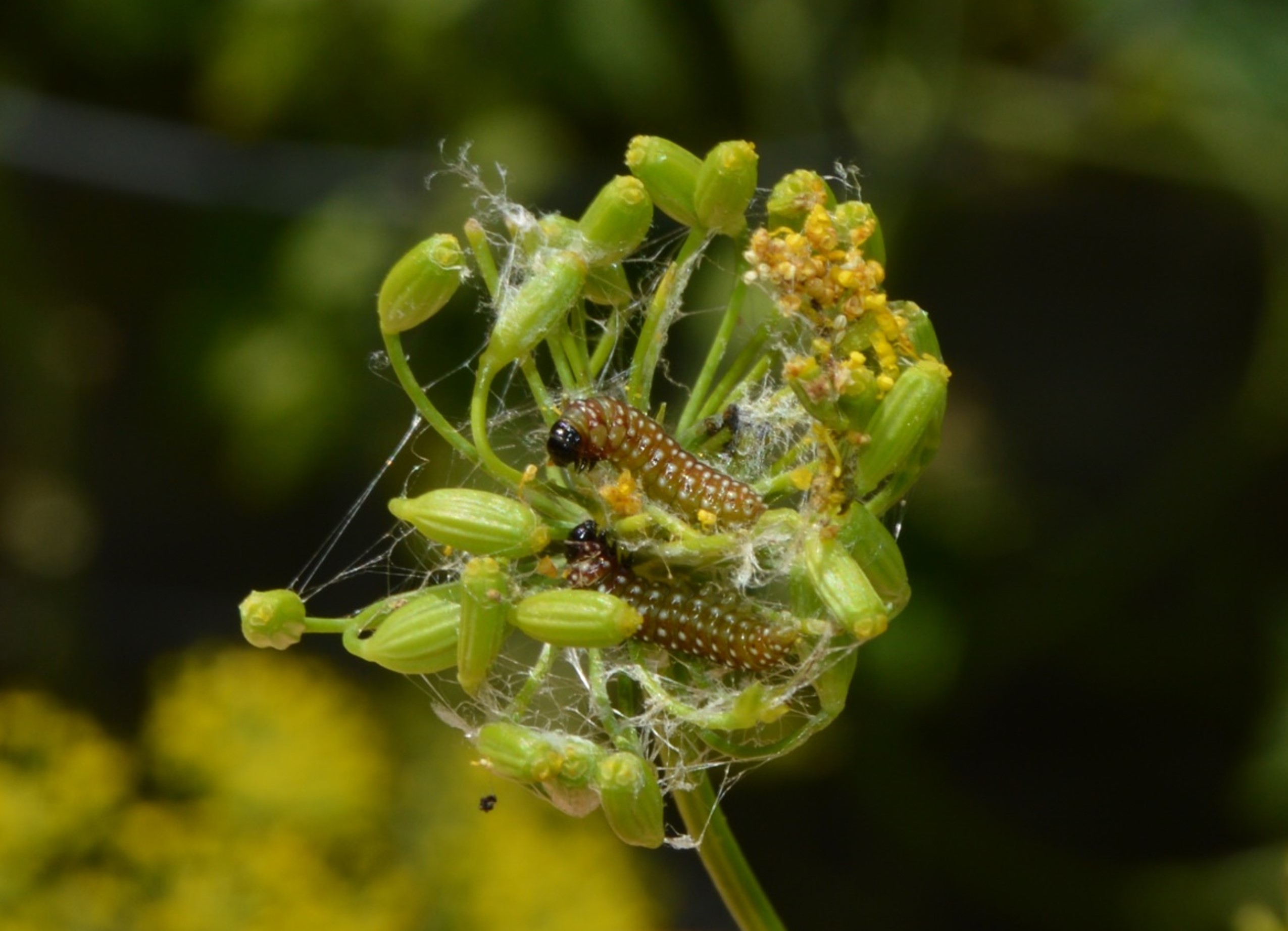 Flower with caterpillars