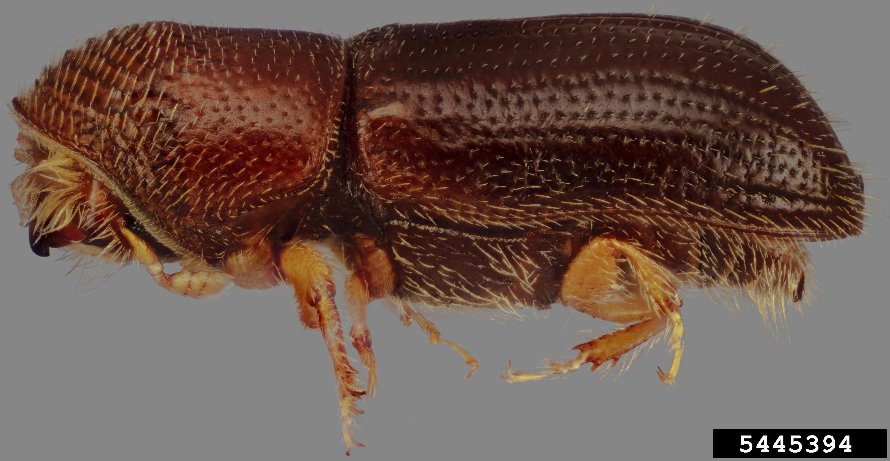 brown colored beetle smaller than a grain of rice.