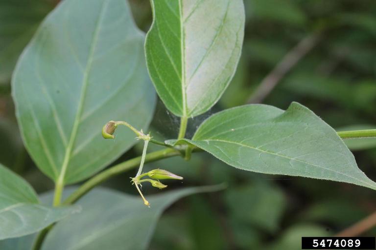 A close-up image of medium green leaves. In the middle of the image are several light green, oblong buds.