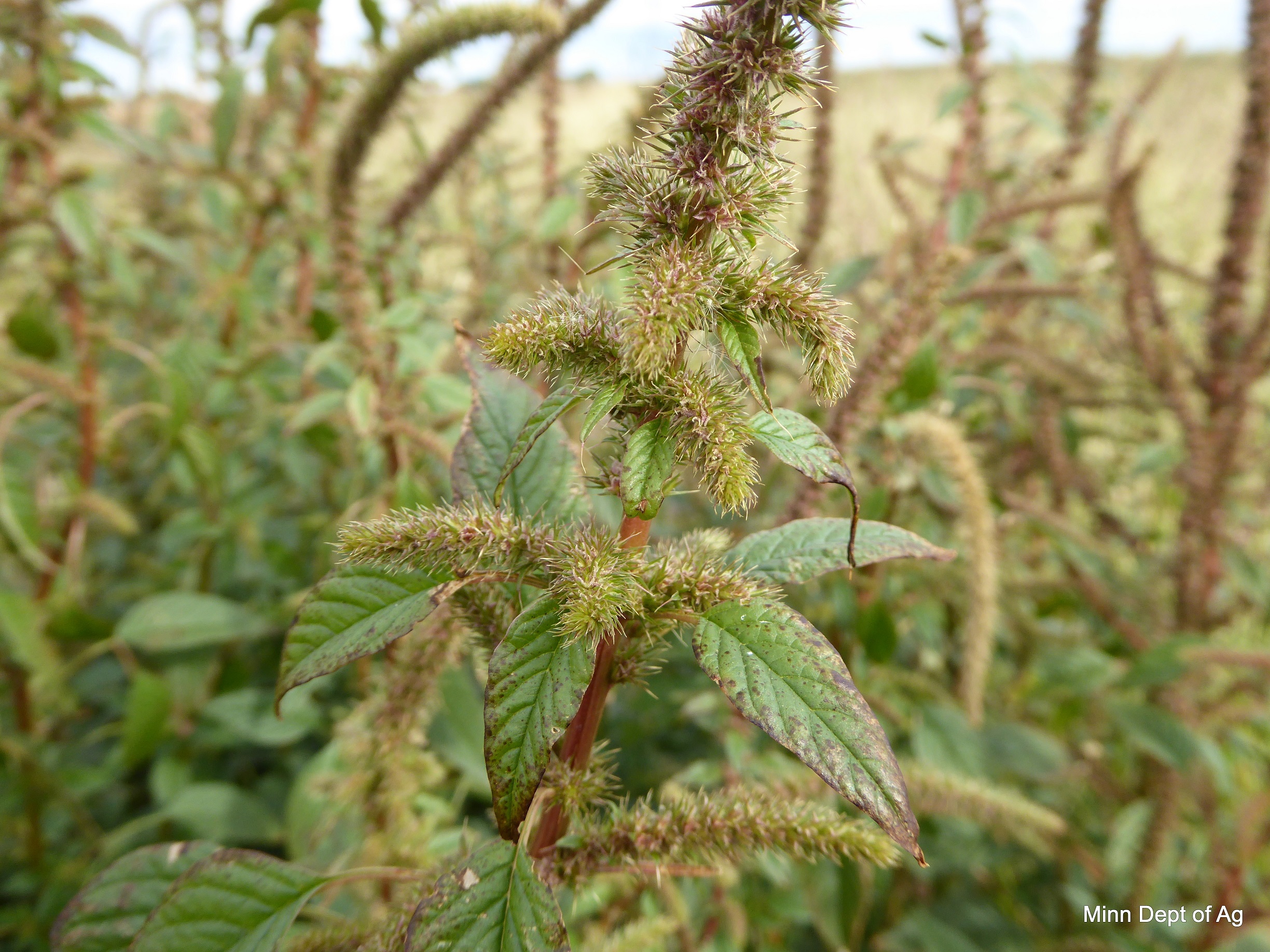 A close-up view of a seed stalk on a Palmer amaranth plant