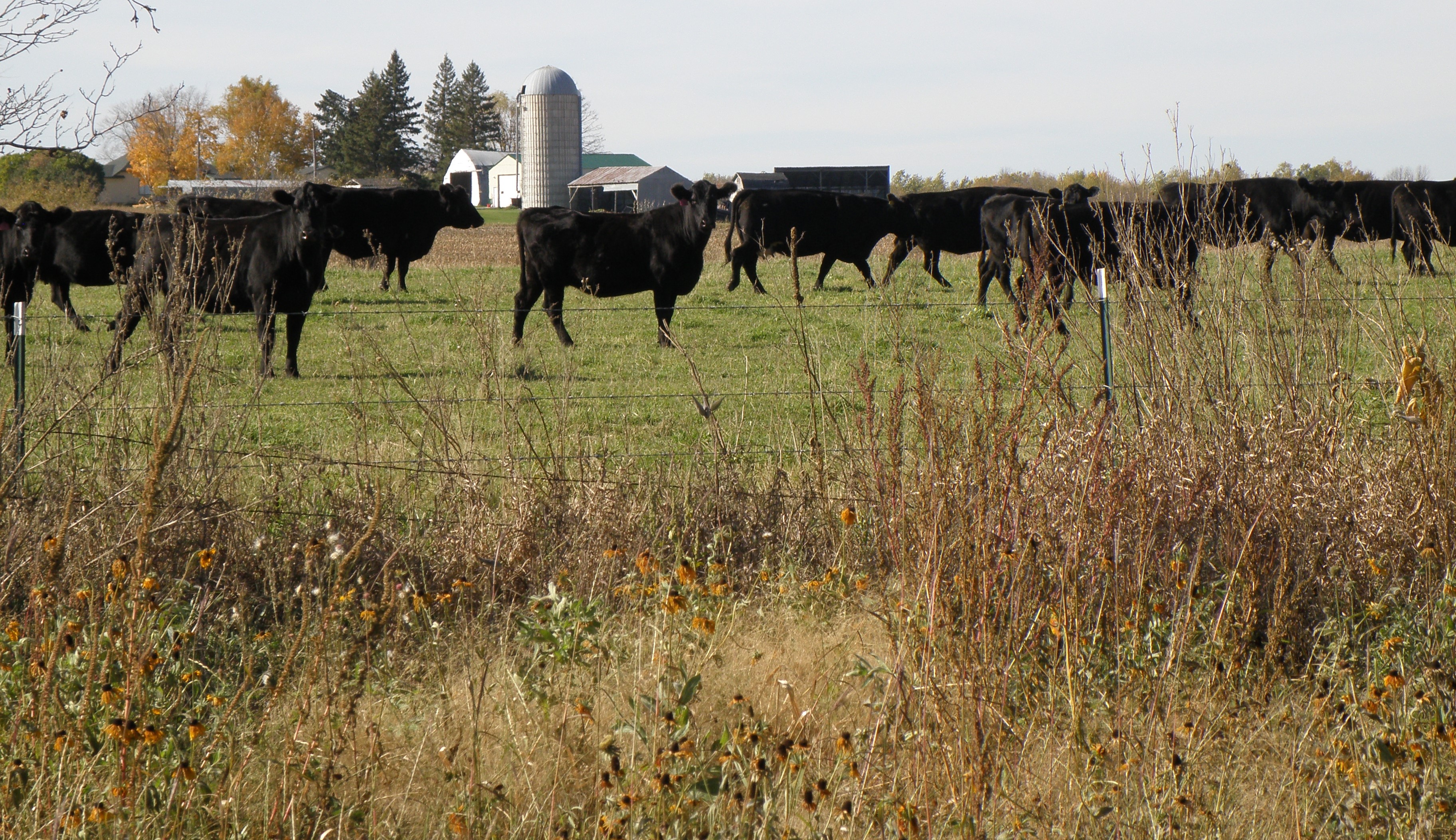 Pasture with cattle and Palmer amaranth in front