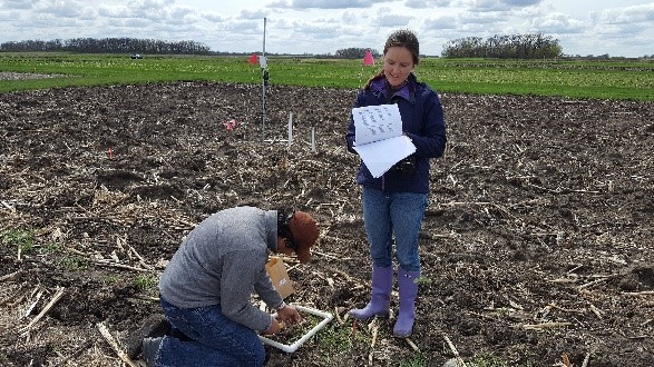 Two people in a field with crop residue and cover crop.