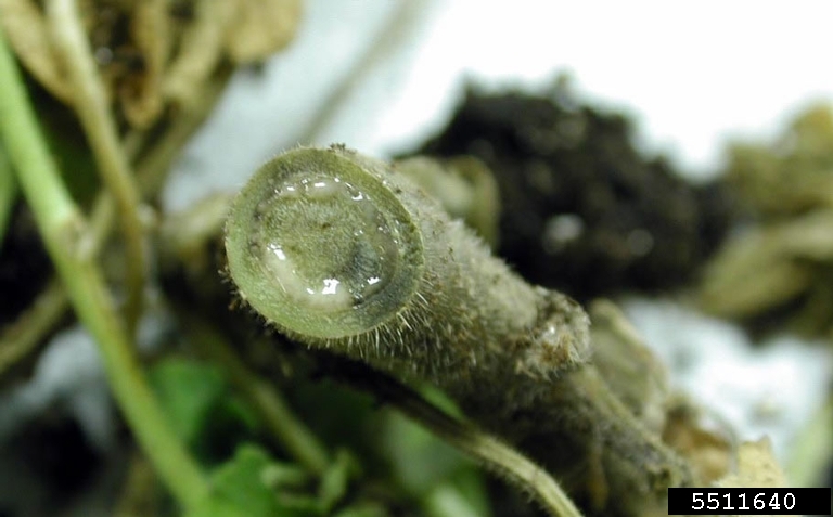 bacterial ooze on stem of geranium 