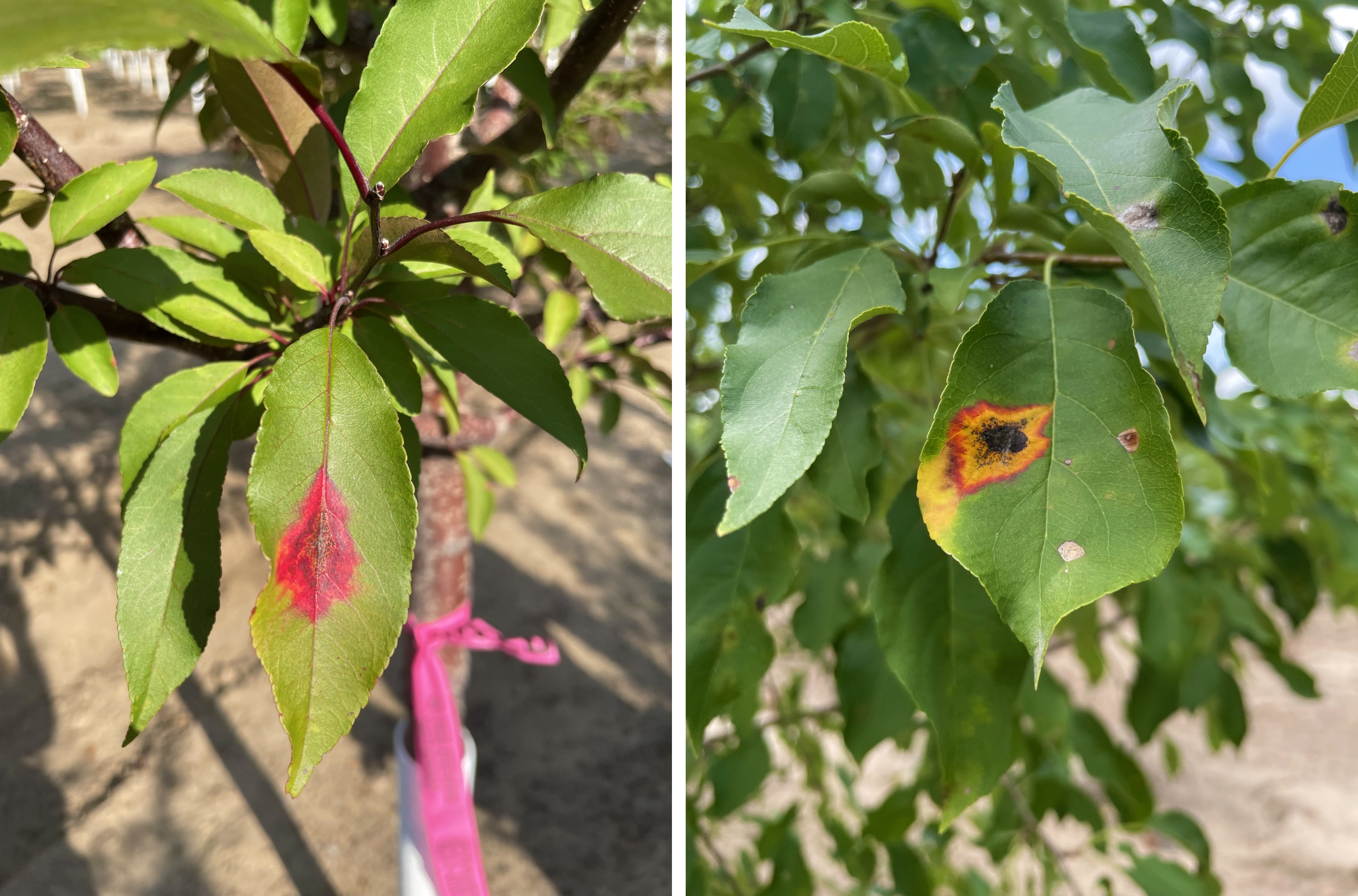 Red leaf spot on a crab apple leaf and a yellow leaf spot on a crab apple leaf.