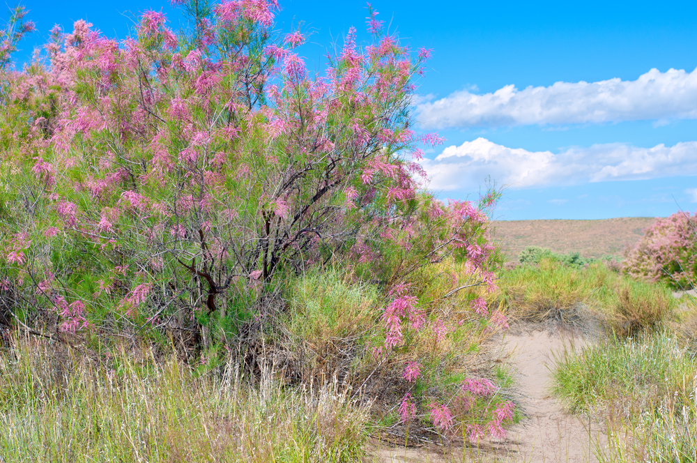 A shrubby, disheveled looking tree with dark bark and bright green foliage and long, slender pink flowers in the middle of the frame. It is in an arid, grassy environment along a sandy path.