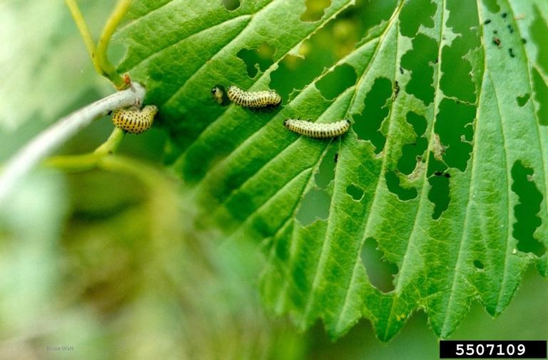 caterpillars on a leaf