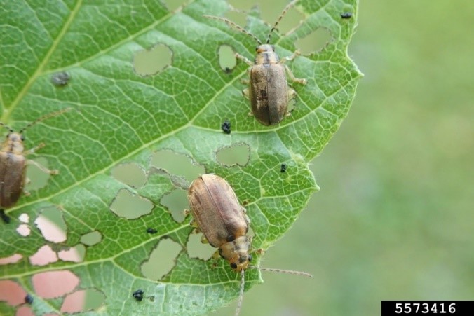 beetles on top of leaf