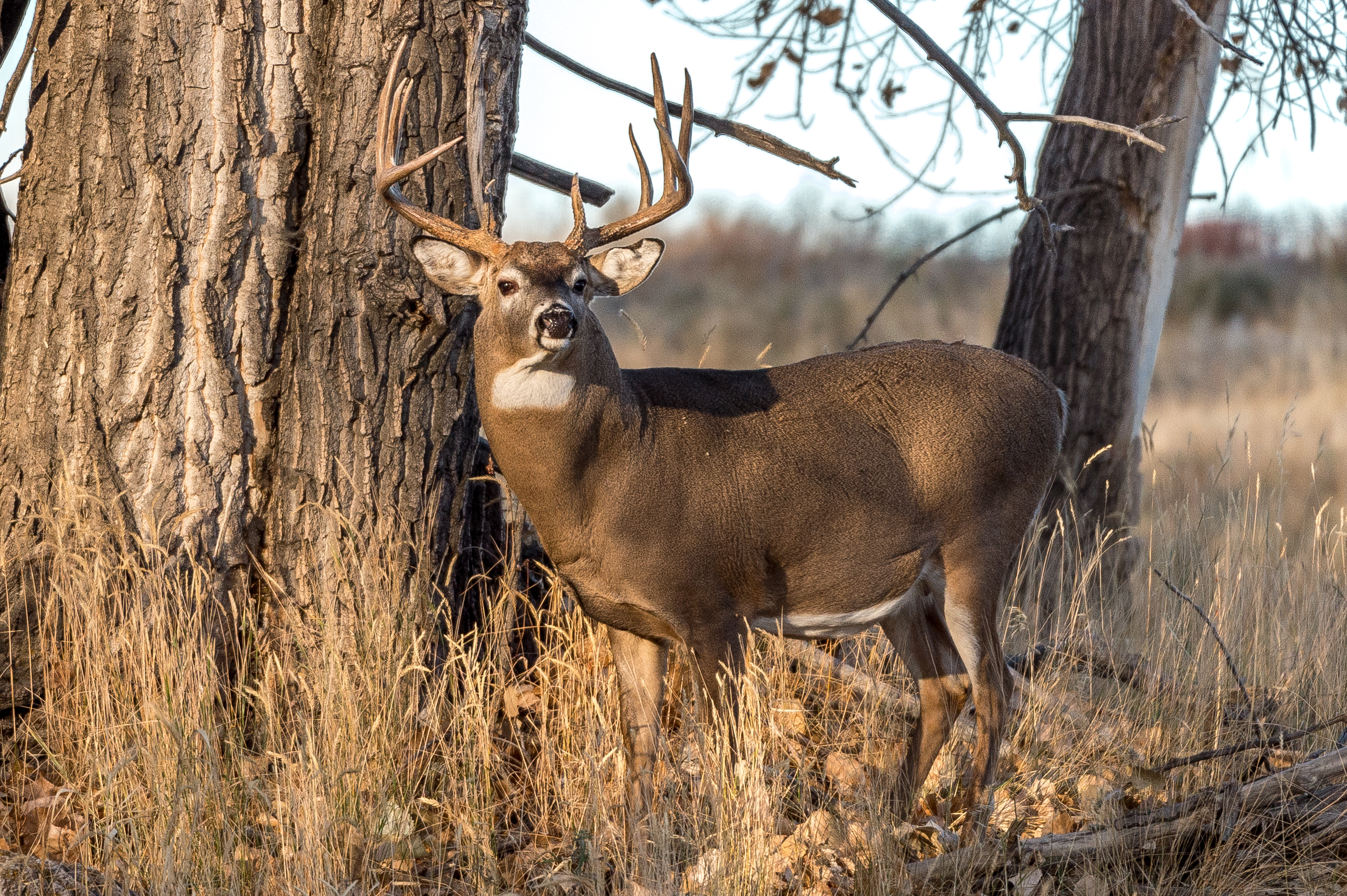 White Tail Deer