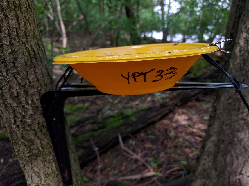 yellow bowl attached to ash tree