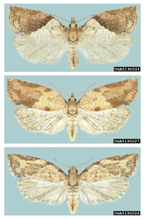 Adult light brown apple moths