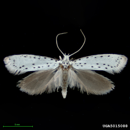 Adult apple ermine moth