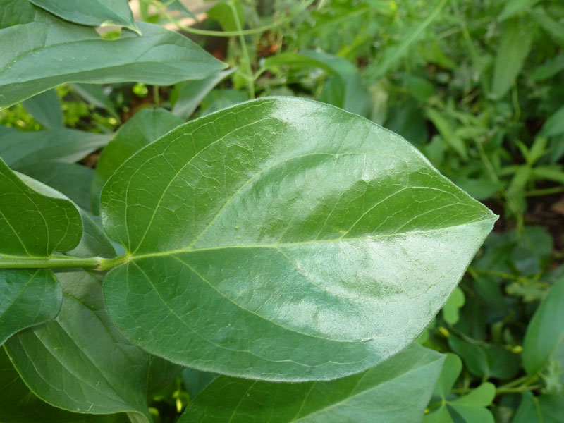 Black swallow-wort leaf. Notice the variation in leaf shape, photo by MDA.