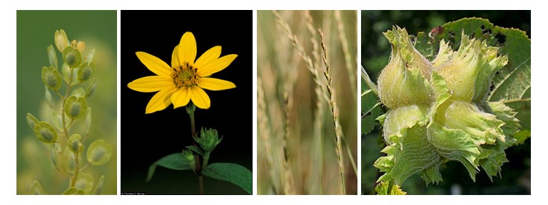 Pennycress, woodland sunflower, intermediate wheatgrass, and American hazelnut 