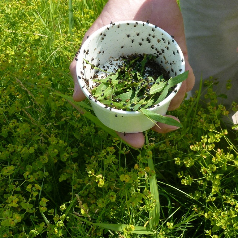 Landowner releasing beetles onto leafy spurge plants