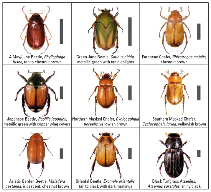 photo table of European chafer in comparison to other turf beetles