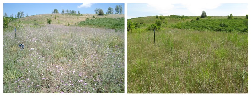 Image on the left shows a high density of spotted knapweed compared to the image on the right taken after biological control had decreased knapweed.
