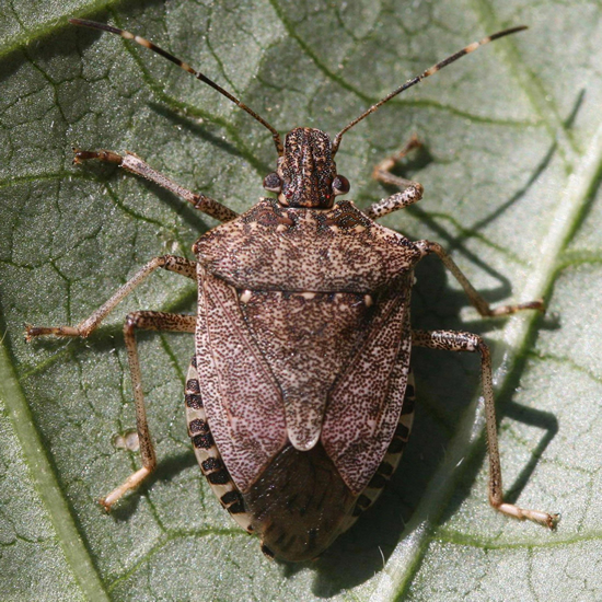 Stink Bugs, Family Pentatomidae