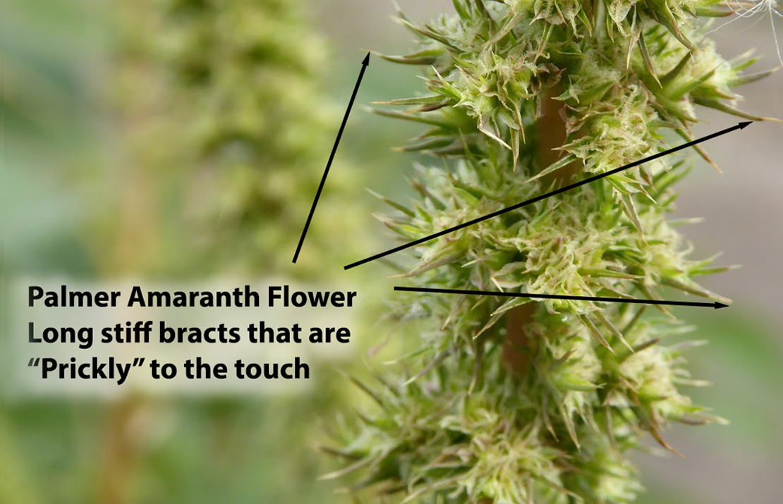 Flower has stiff bracts that are prickly to the touch.