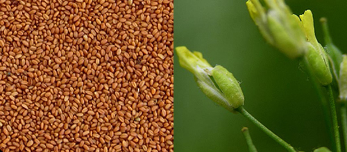 close up photograph of camelina seeds and flower