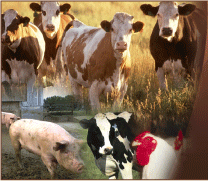 Farm livestock