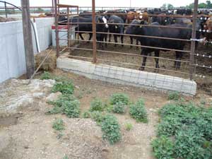 Cement curbing, example of a practice funded by the MDA AgBMP Loan Program.