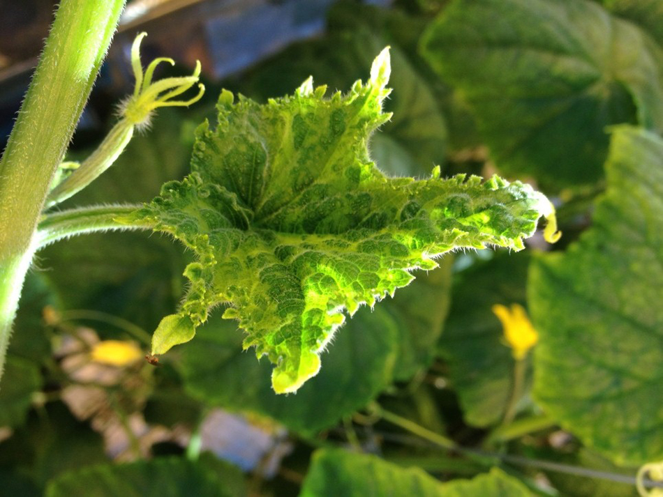Cucumber green mottle mosaic virus on greenhouse grown cucumbers