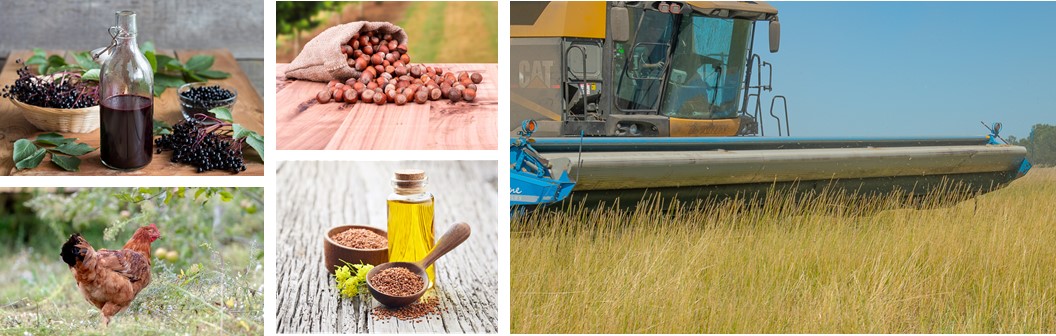 Collage includes five photos. 1. Elderberries and elderberry wine; 2. Hazelnuts; 3. Chicken near an apple tree; 4. Camelina flower, seeds, and oil; 5. Machine harvesting Kernza.