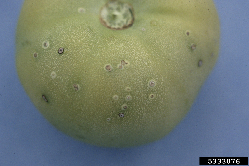 Bacterial wilt and canker of tomato – symptoms on fruit. Photo by Mary Ann Hansen, Virginia Polytechnic Institute and State University, Bugwood.org.