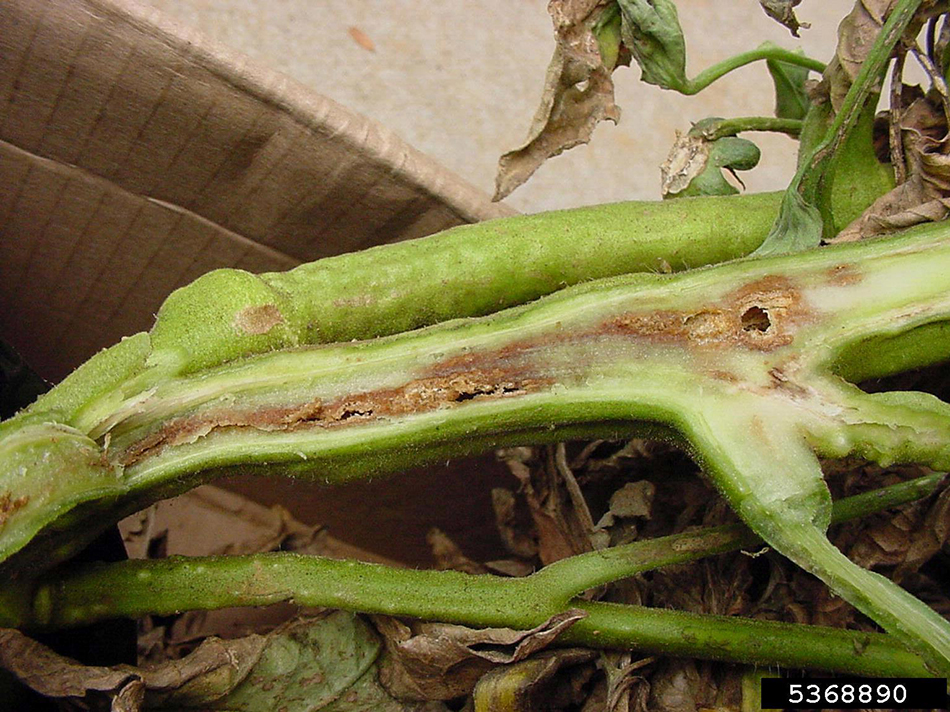 Bacterial wilt and canker of tomato – symptoms in pith of stem. Photo by Paul Bachi, University of Kentucky Research and Education Center, Bugwood.org.