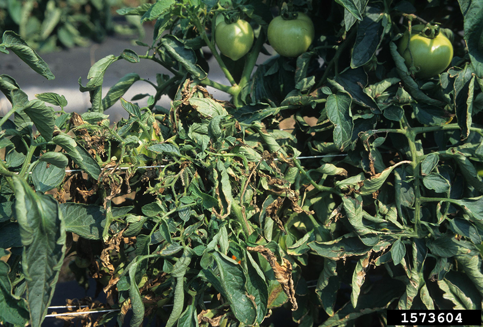 Bacterial wilt and canker of tomato – foliar symptoms. Photo by Gerald Holmes, California Polytechnic State University at San Luis Obispo, Bugwood.org.