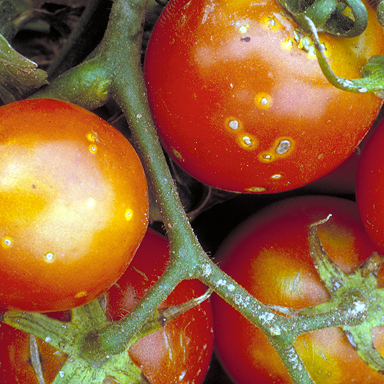 Symptoms of bacterial wilt and canker of tomato on fruit. Photo by Heinz USA Archive, Bugwood.org.