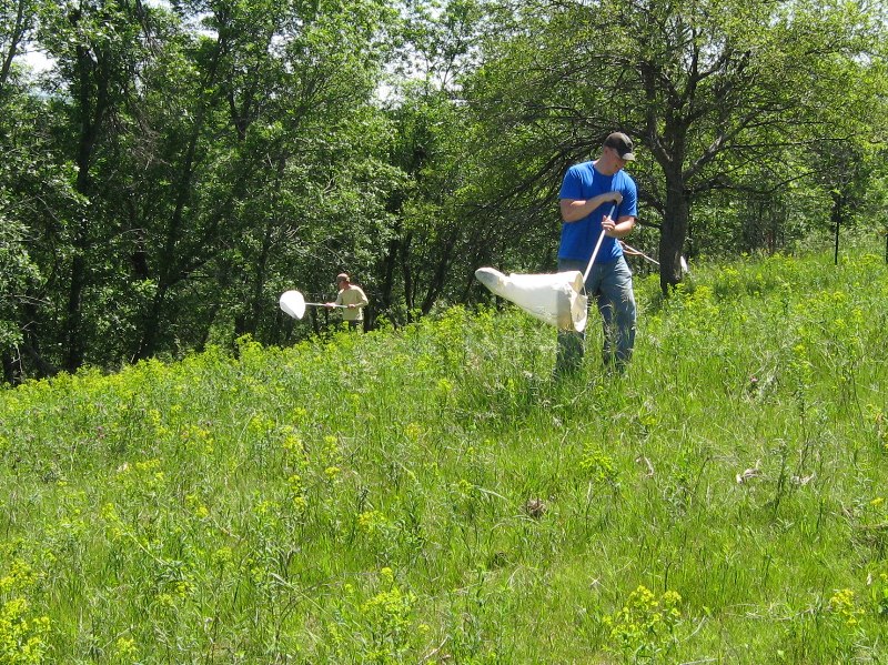 Using sweep nets to collect leafy spurge beetles