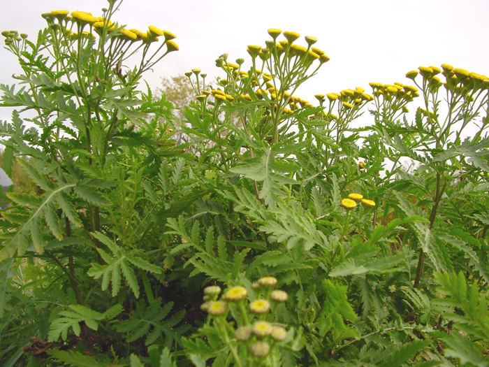 Patch of common tansy plants