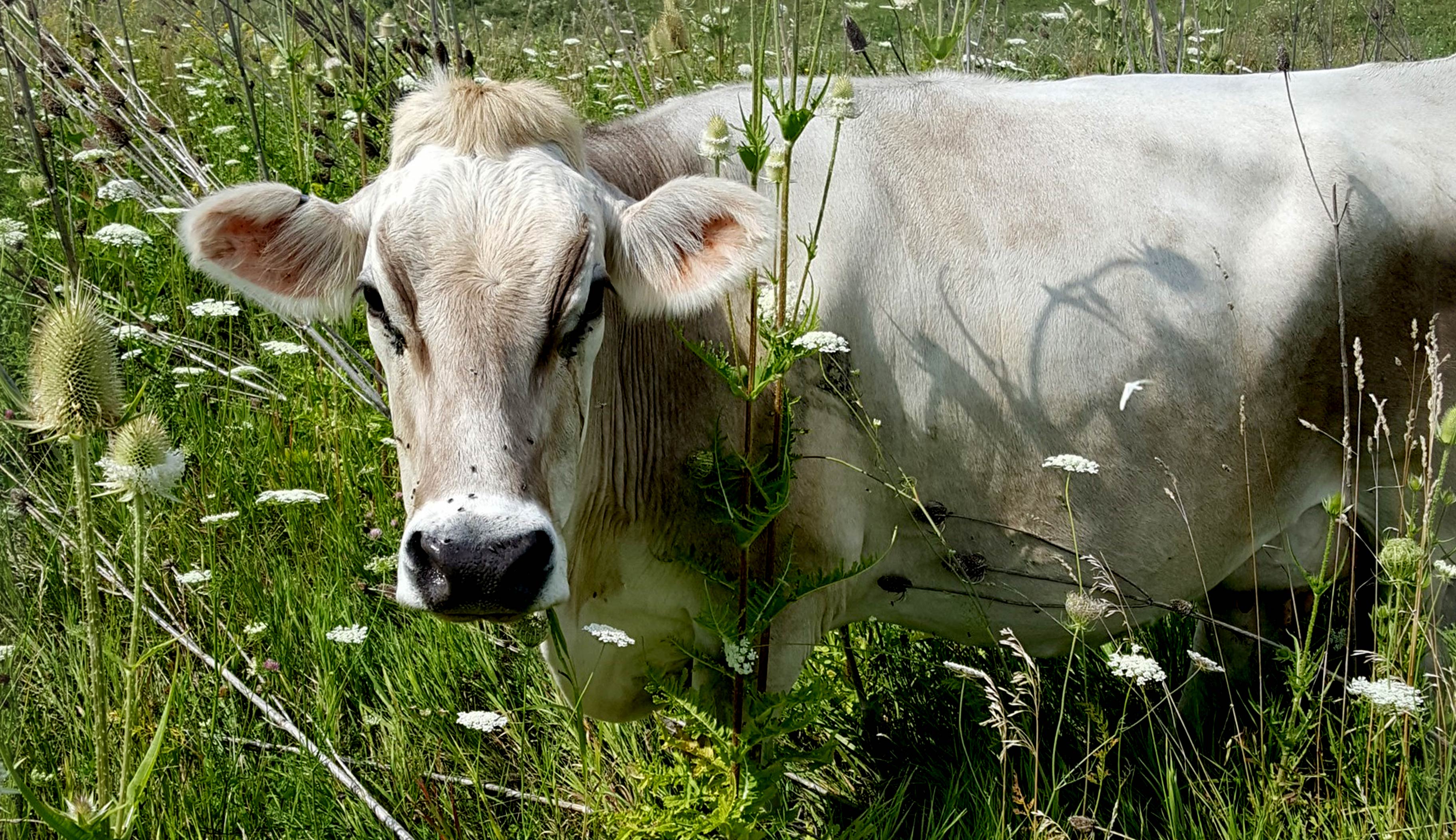 Cow standing in field surrounded by teasel plants.