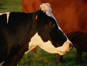 Black and white cow