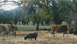 Cows and sheep in an orchard