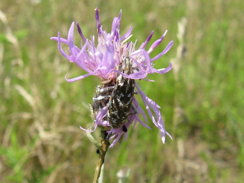 Emerging adult root weevil, Cyphocleonus achates, from spotted knapweed root