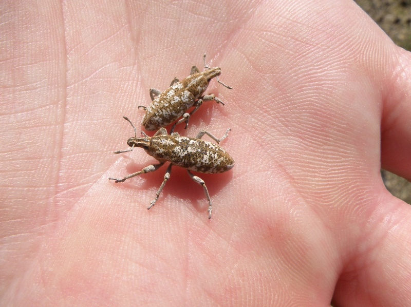 Adult root weevil, Cyphocleonus achates