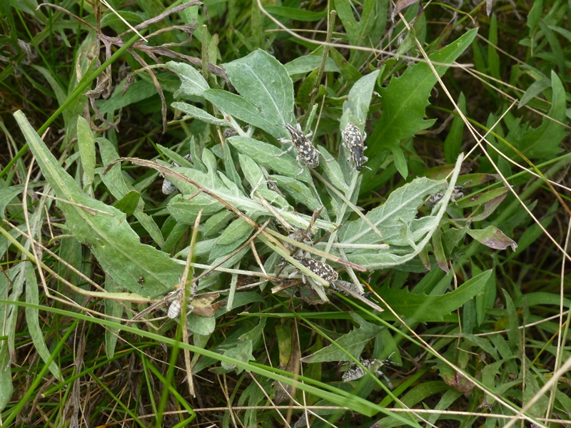 Adult root weevil, Cyphocleonus achates