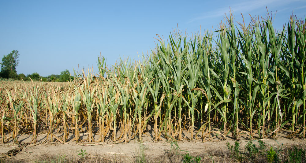 Corn crop affected by drought.