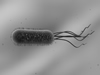 The bacteria E.coli under a microscope