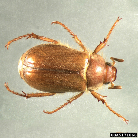 Adult European Chafer