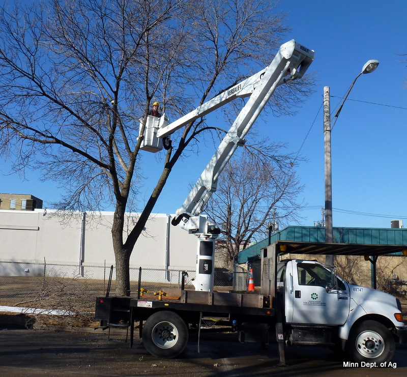 Minneapolis Parks and Recreation Board arborist collecting branches for sampling