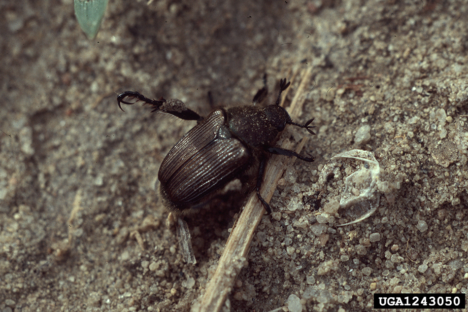 False Japanese beetle. Photo by Whitney Cranshaw, Colorado State University, bugwood.org