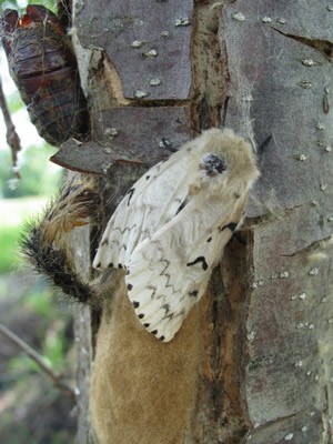 Female gypsy moth